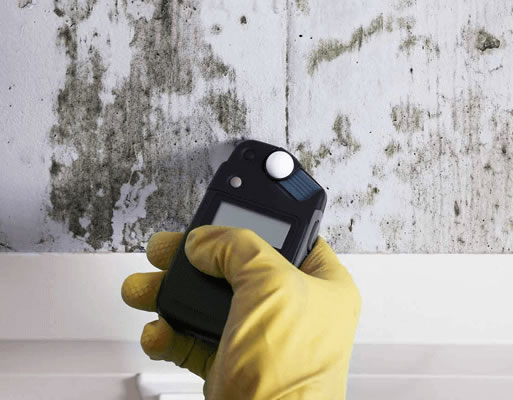 Mold Detection